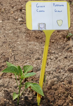 Peperone giallo
