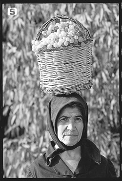 Vendemmia - foto Regione Sardegna